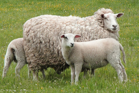 500 gram gewassen lontwol - Swifter (ivoorwit)