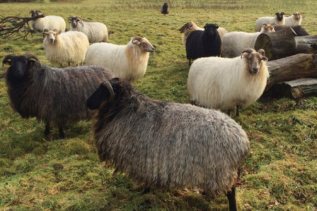 Complete vacht basisklasse - Drents Heideschaap (ivoorwit)