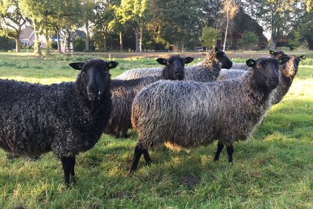 500 gram lamswol - Gotland Pelsschaap (lichtgrijs)