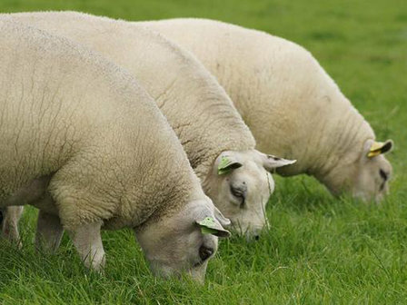500 gram gewassen lontwol - Texelaar lamswol (ivoorwit)