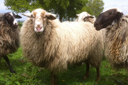 Complete XL vacht A-klasse - Schoonebeeker (naturel)