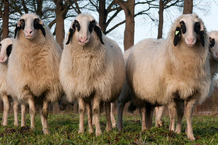 500 gram A-klasse - Kärntner Brilschaap (ivoorwit)