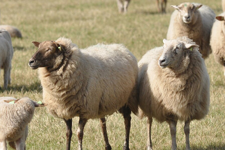 1 kilo A-klasse - Kempisch Heideschaap (ivoorwit)