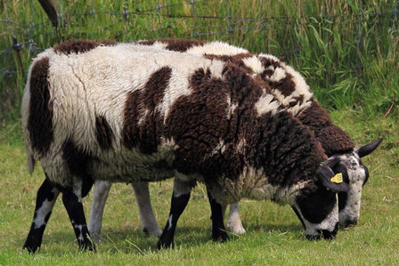 100 gram gewas. kaardvlies - Ned. Bonte Schaap (bont gevlekt)