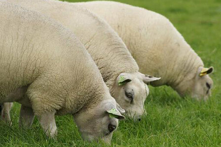 500 gram zachte vulling - gewassen vlokkenwol (wolwit)