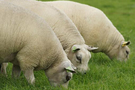 1 kilo lamswol - Texelaar (ivoorwit)
