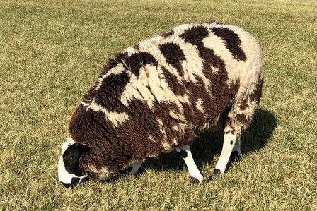 500 gram A-klasse - Ned. Bonte Schaap (bont gevlekt)