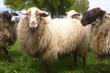 500 gram gewassen kaardvlies - Schoonebeeker (naturel)