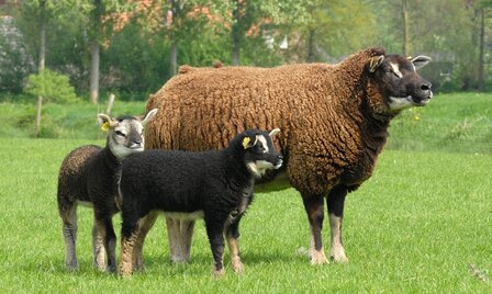 100 gram gewassen kaardvlies - Dassenkop (moorit)