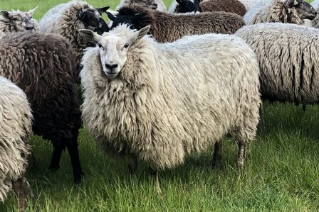 Vulwol veelkleurig 4 kg - zelf-was-pakket