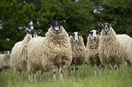 500 gram A-klasse - Mule (ivoorwit)