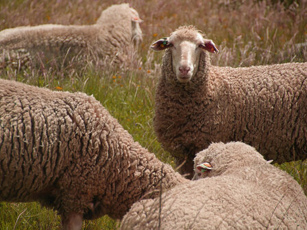 getwijnd breigaren LL 183 m - Europese Merino (wolwit)