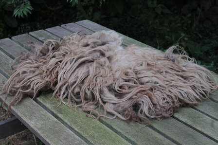 Kwart vacht A-klasse - Drents Heideschaap (gem&ecirc;leerd)