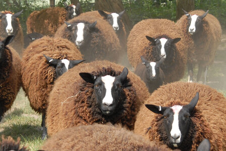 500 gram A-klasse - Zwartbles (bruinzwart)