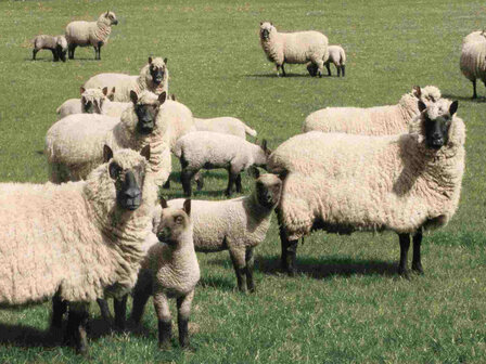 getwijnd breigaren LL 275 m - Clun Forest (wolwit)