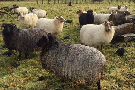 getwijnd breigaren LL 130 m - Drents Heideschaap lamswol (wolwit)