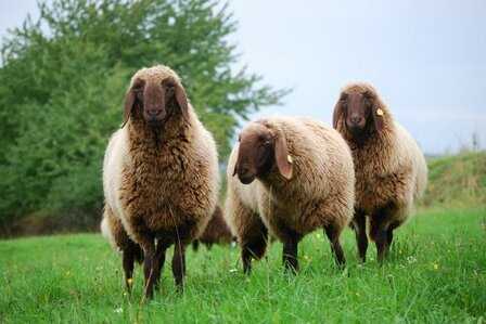 getwijnd breigaren LL 130 m - Bergschaf (bruin)