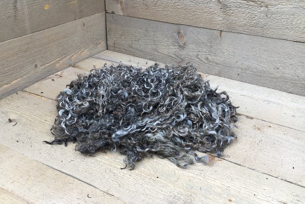 500 gram lamswol - Gotland Pelsschaap (lichtgrijs)