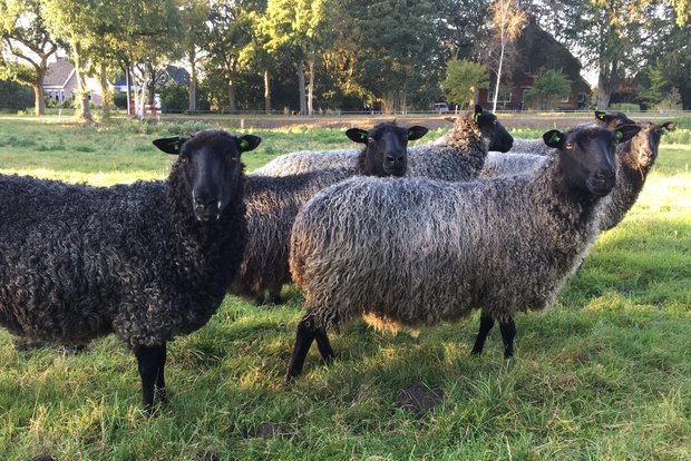 500 gram lamswol - Gotland Pelsschaap (lichtgrijs)