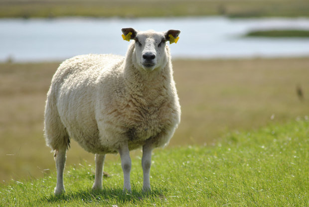 1 kilo basiswol / vulwol - puur (wolwit)