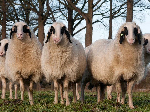 Complete XL vacht A-klasse - Kärntner Brilschaf (ivoorwit)