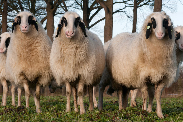 500 gram A-klasse - Kärntner Brilschaap (ivoorwit)