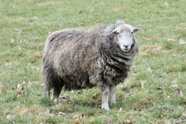 250 gram kaardvlies - Herdwick (grijs)