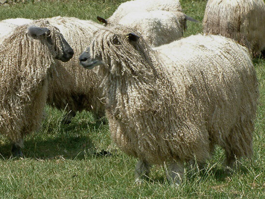 getwijnd breigaren LL 275 m - Wensleydale (chamois)