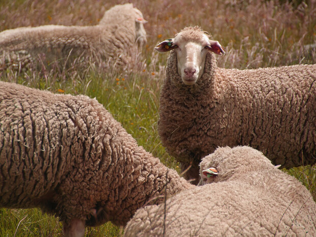 500 gram A-klasse - Europese Merino (ivoorwit)