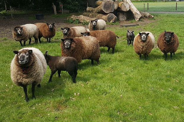 500 gram gewassen lontwol - Blauwe Texelaar (donkergrijs)