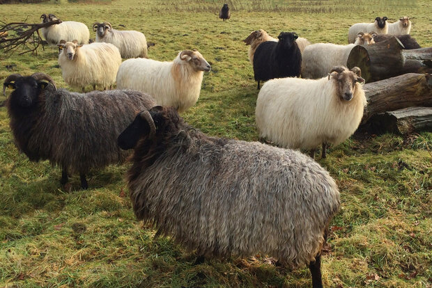 500 gram gewassen kaardvlies - Drents Heideschaap (grijs)