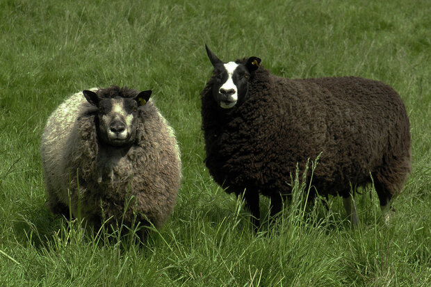 8 kilo pure schapenwol te gebruiken als mulch in de tuin