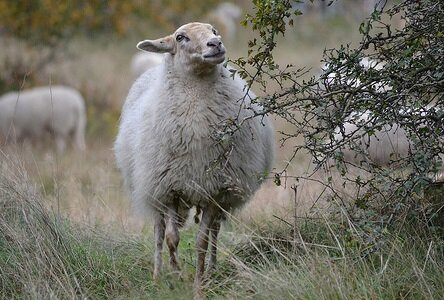 500 gram A-klasse - Entre-Sambre-Et-Meuse (ivoorwit)