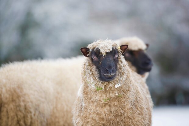 500 gam A-klasse - Llawnenog (chamois)