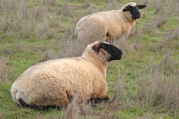 500 gam A-klasse - Llawnenog (chamois)