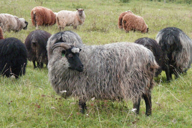 500 gram A-klasse  - Norsk Spælsau (grijs)