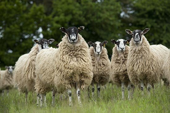 500 gram A-klasse - Mule (ivoorwit)