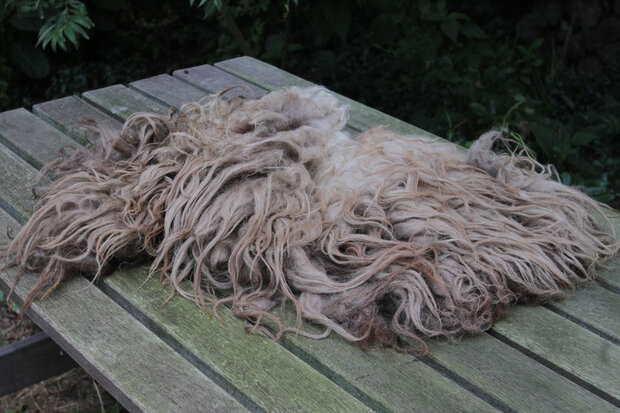 Kwart vacht A-klasse - Drents Heideschaap (gemêleerd)