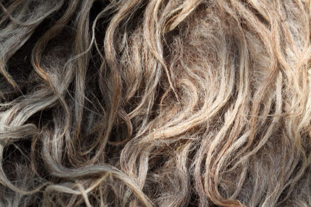 Kwart vacht A-klasse - Drents Heideschaap (gemêleerd)