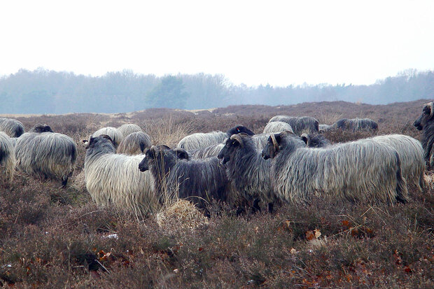 Complete vacht A-klasse - Heidschnucke (zilvergrijs)