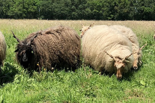 500 gram lamswol - Racka (ivoorwit)