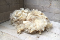 Melkschapenwol – oktober 2016 