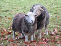 Start dekseizoen – november 2016 Start dekseizoen – november 2016