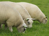 500 gram gewassen lontwol - Texelaar lamswol (ivoorwit)_