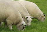 100 gram gewassen kaardvlies - Texelaar lamswol (ivoorwit)_